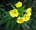 Oenothera Biennis Extract